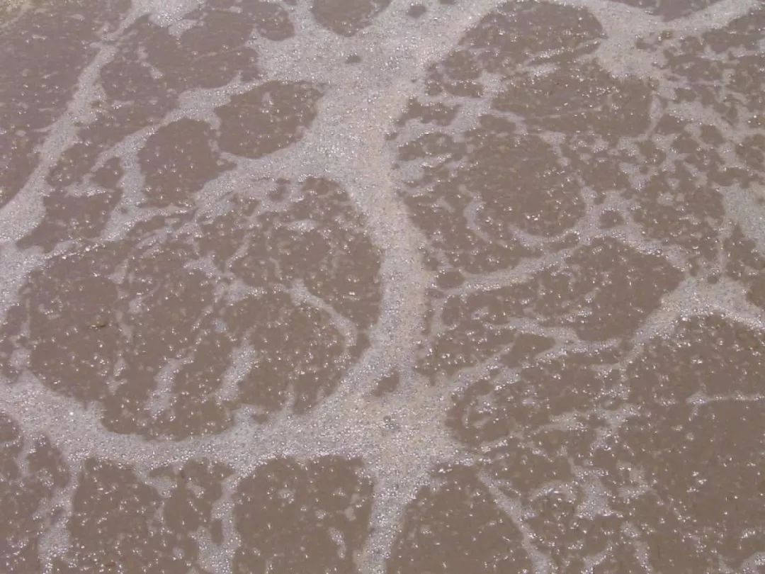 活性污泥流程 活性污泥流程