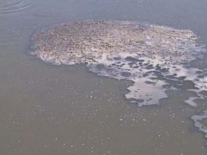 污水处理知识一千零一问（01）：废水中污染物的种类有哪些？