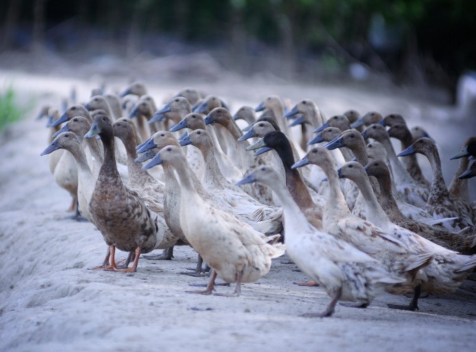 农村养殖户如何低成本有效处理污水，这两种做法你应该知道!