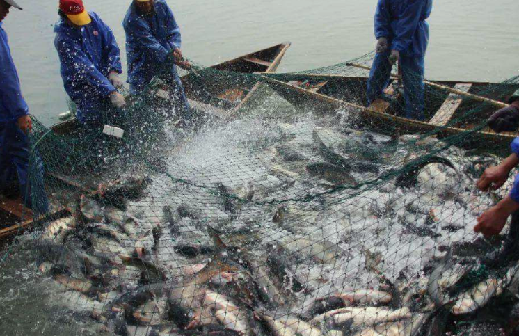 水产养殖污水成分详细介绍，一起来学习吧