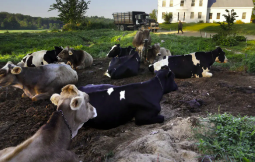 养殖场污水处理设备需要石灰辅助吗-青岛乐中环保1 养殖场污水处理设备需要石灰辅助吗-青岛乐中环保1